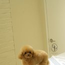 부산 강아지분양 디테일퍼피 | 부산강아지분양 크림푸들 디테일퍼피 프리미엄