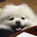 체리쉬독 네이버블로그