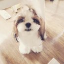 필스타 이미지