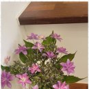 올래민박 이미지