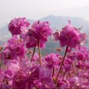 여수 영취산 진달래축제-봄꽃축제여행 이미지