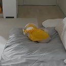 라이크몽 이미지