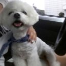 안나 제니 펫샵 이미지