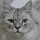 골골탬버린클럽 이미지