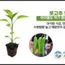 (주)방아다리 이미지