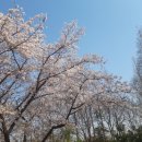 [인천광역시, 봄이 시작되다] 이미지