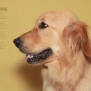 덕수네애견 이미지