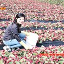 봉삼약초농장 | 천년초효능과 천년초구매 천년초와백년초 차이