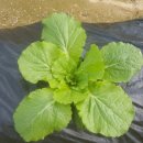 소연농장 이미지