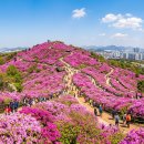 군도7호 | 원미산 진달래 축제 200% 즐기는 법: 추천 등산 코스와 포토존 TOP 3