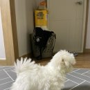 용맹까까 네이버블로그