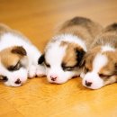 닥터멍동물병원 이미지