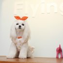 플라이플라잉 이미지