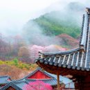 ﻿구례 화엄사 홍매화 천연기념물 등재된다 이미지