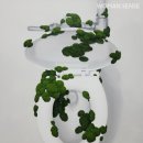 푸릇한