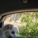 백운맛집식당 | 애견동반 가능한 포천 백운계곡 맛집 추천 산맥계곡식당 방문 후기