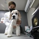 충남종합동물병원 이미지