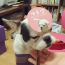 개끌림