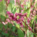 쪽빛나라 이미지