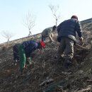 국도22호선가로수 이미지