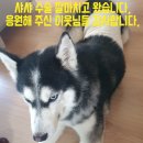 소나무동물메디컬 센터 | 유선종양 및 중성화 수술 마친 샤샤 오늘 수술 무사히 잘 마치고 왔습니다.