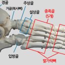 다섯발가락