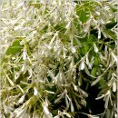 안지랑로 이미지