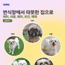 레미, 씨엘, 페라, 포인, 헤헤 입양 후기