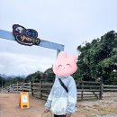 용목장 | 홍천 소노벨 비발디파크 관광곤돌라 양떼목장 카페 테라로사 루지 승마체험