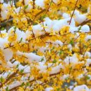 개나리꽃농원 이미지