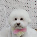 펫피파니 이미지