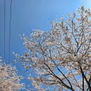 율천마을앞율천취입보 | 거제 대금산 진달래 등산코스 반깨고개 주차장 실시간 개화율