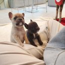 바나개 강아지 고양이 마포점 | 송파강아지분양 수월했어요