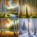 자작나무 숲 이미지