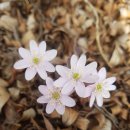 나무부동산중개 이미지