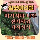 아카시아 | 당진 전지대행 업체 아카시아나무 가지치기 후기