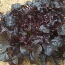 구자농장 이미지