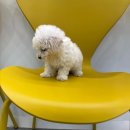 댕댕프렌즈 이미지