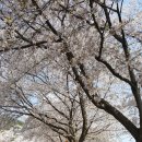 파미힐스 컨트리클럽 | 🌸 [경북 칠곡]왜관 파미힐스 벚꽃길, 사람 없이 즐기는 봄의 드라이브