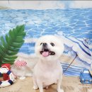 동그랗개 이미지