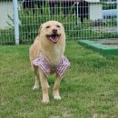 퍼피빌리티 이미지