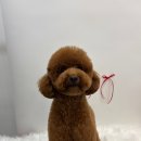 멍그루밍 이미지