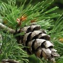 잣나무산장 이미지