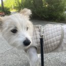 아담하개 이미지