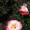 장미모텔 이미지