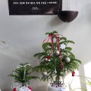 피엘피 이미지