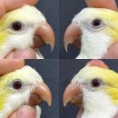 서울 앵무새카페_구의 버드라운지 부리 발톱 트리밍 케어 후기 (호텔링도 가능)