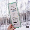 자작나무숲 이미지