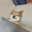 미스터부 | 난울고싶을때물구나무를...