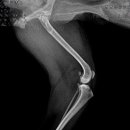 부평 모모 동물병원 이미지